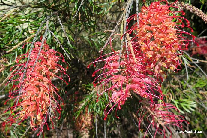 141016 004 Succulet and Grevillea Flowers