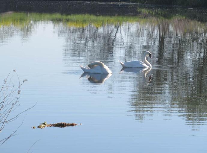 03 Swans and Crocodiles