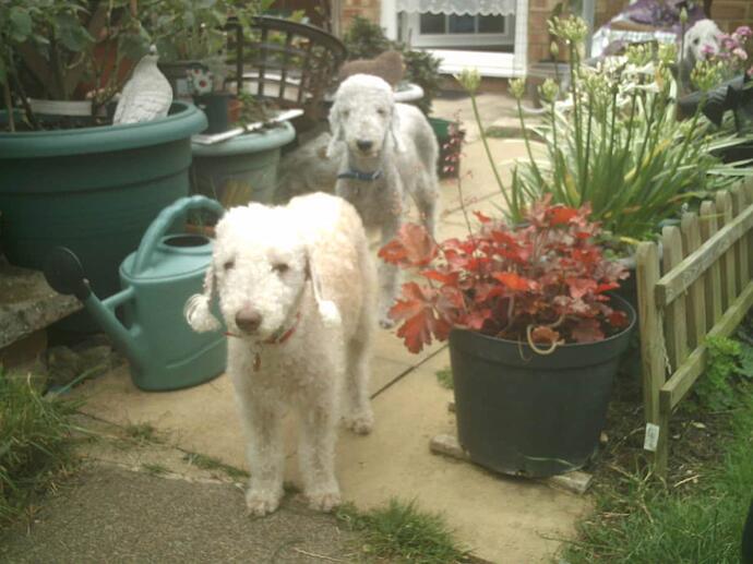 Superbum & Gertie July 2020 010