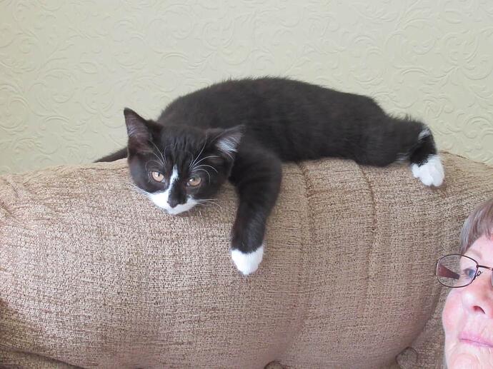 Rosie the cat....