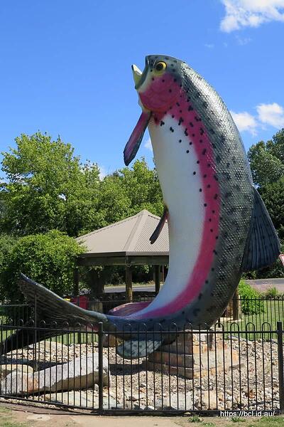 160219 068 Adaminaby Big Trout