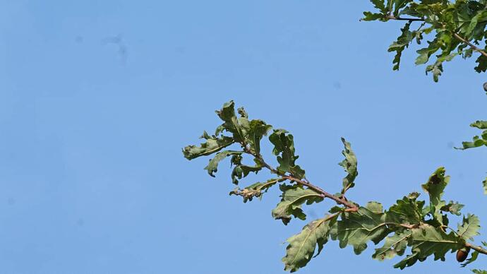 P1001232