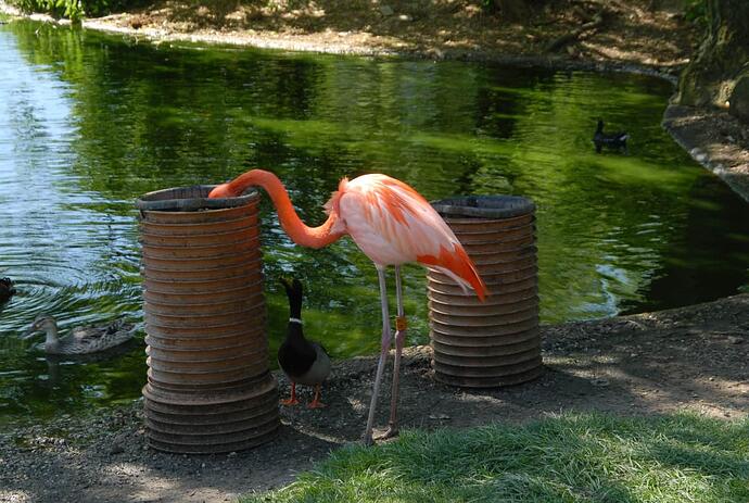 Whipsnade 049