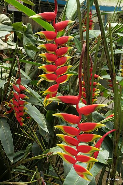 230518 049 Butterfly Gardens Cameron Highlands Malaysia