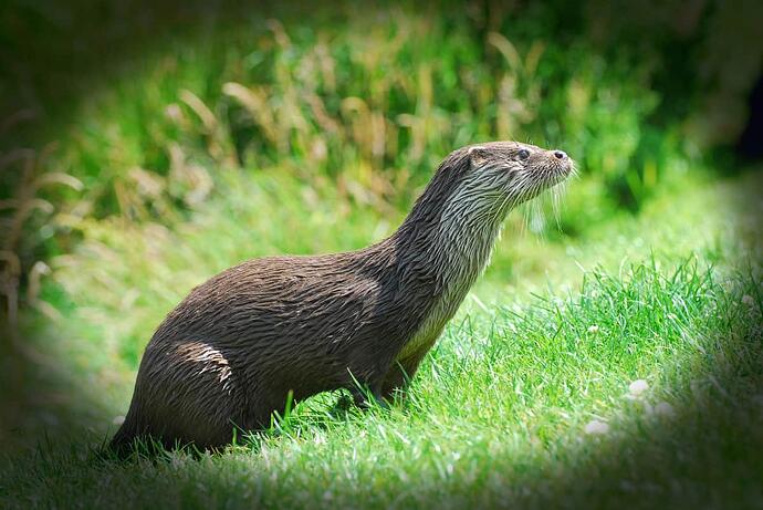 English wildlife centre Lingfield 533
