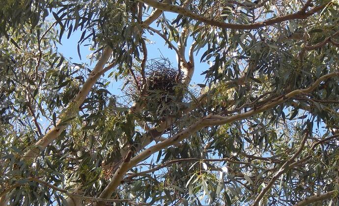 nest 2
