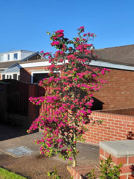 Hawthorn 030525