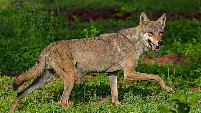 pune-indian-grey-wolf-dhritiman-mukherjee_clygp9_rrriq8