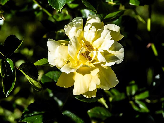 y rose