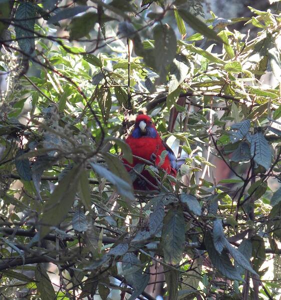 King Parrot new