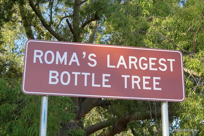 180513 037 The Biggest Bottle Tree Roma
