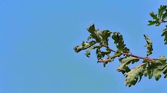 P1001236