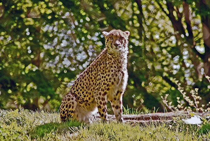 Whipsnade 004