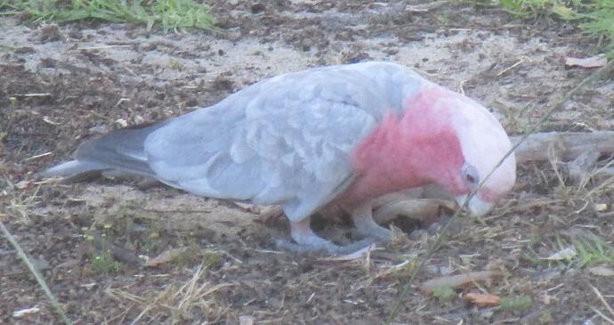 Galah 1