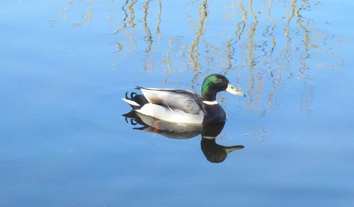 02 Mallard
