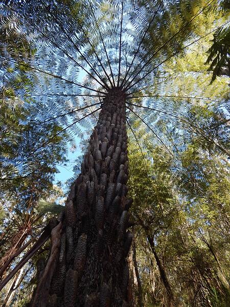 tree fern