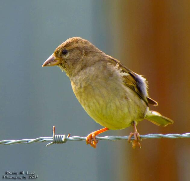 house-sparrow-female_5713081655_o