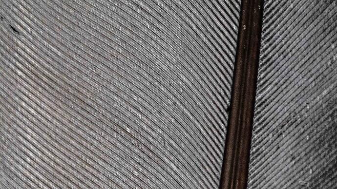 feather