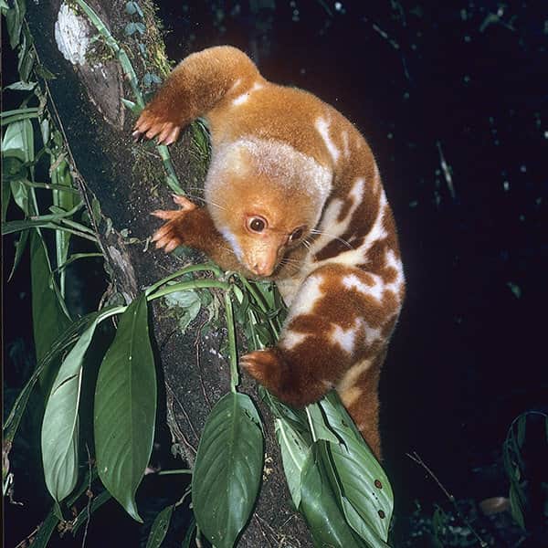 Spotted Cuscus