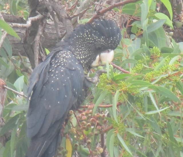 Female Black cockatoo
