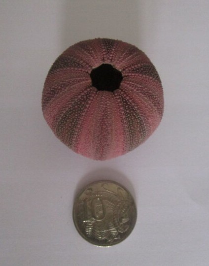 Sea Urchin skeleton 2