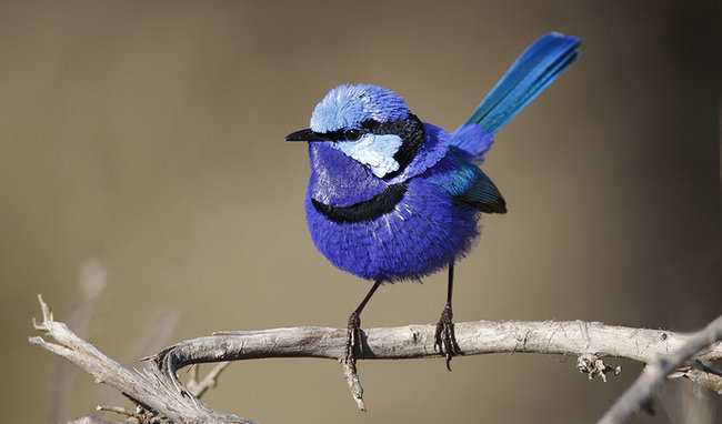 wren