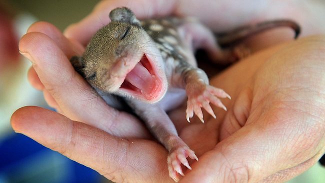 Baby Quoll