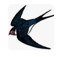 Swallow