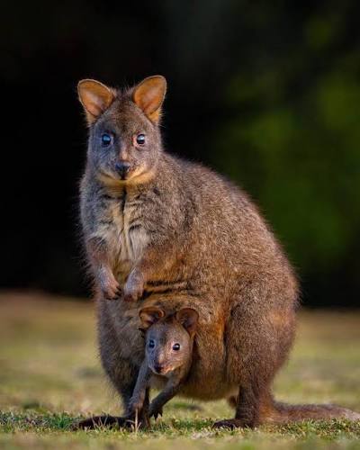 Pademelon 2