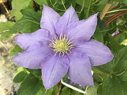 clematis