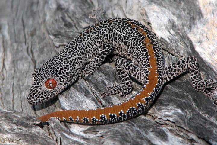 The Golden Tailed Gecko.