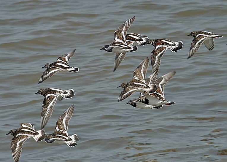 Turnstone in  flight