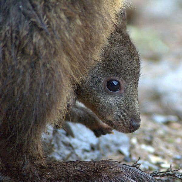 pademelon joey