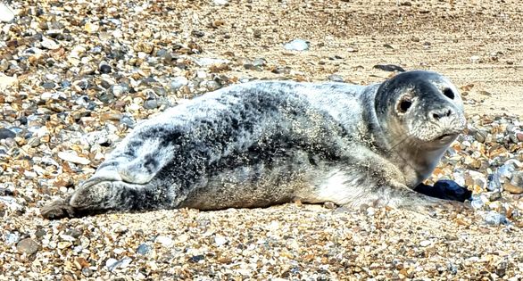 Seal on Corton Beach