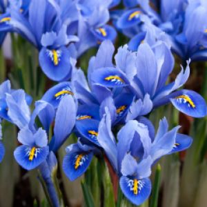 iris_reticulata_alida_t_10238_540_x_673