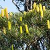 candle Banksia