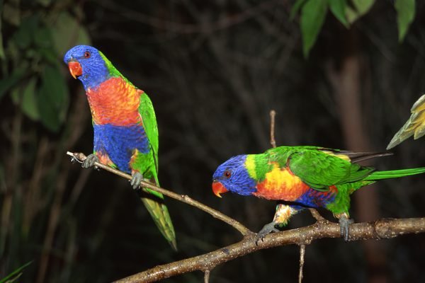 lorikeet