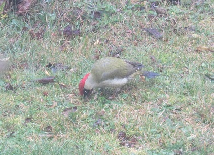 green woodpecker1