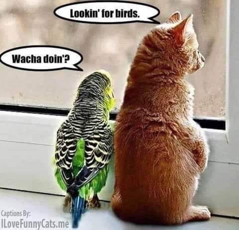 looking for birds