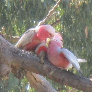 Galah feeding Chick 1