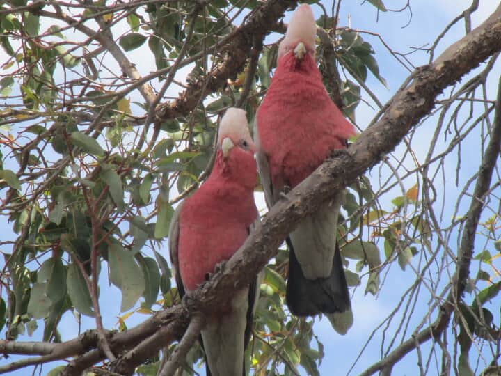 2 galahs