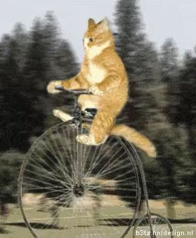 cat bike gif