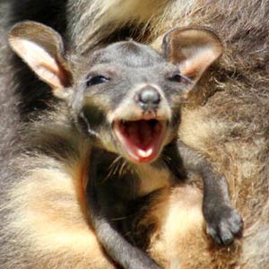 Brush-tail-rock-wallaby-Taronga-Featured