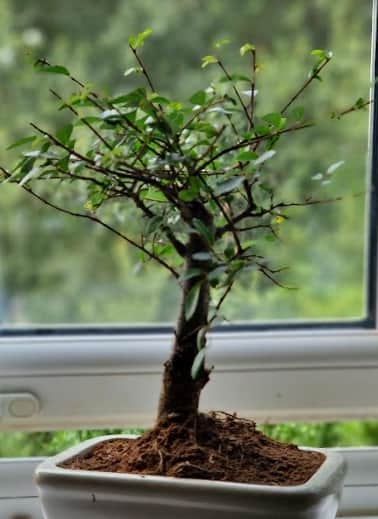 bonsai2a