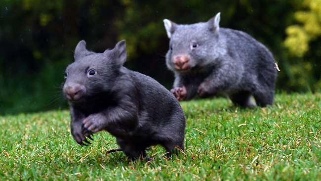 Wombats