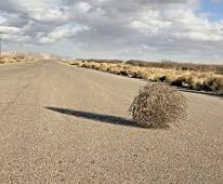 Tumbleweed