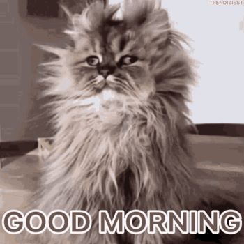 good-morning-grumpy-cat