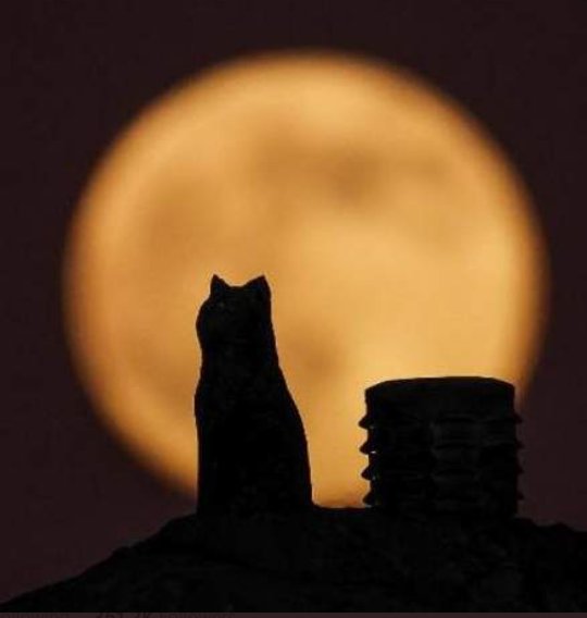 Moon Cat