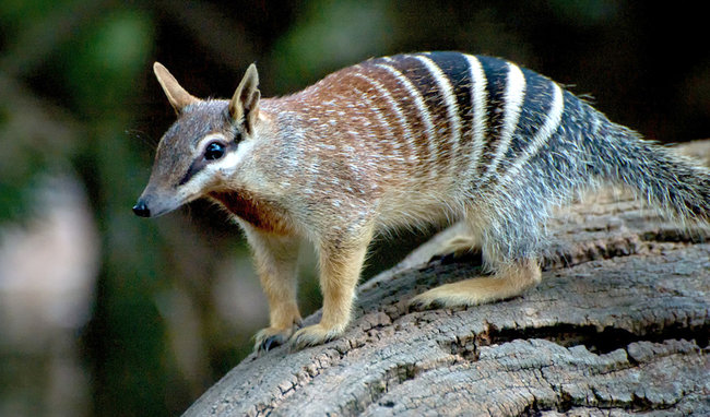 Numbat