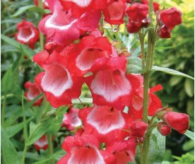 Penstemon